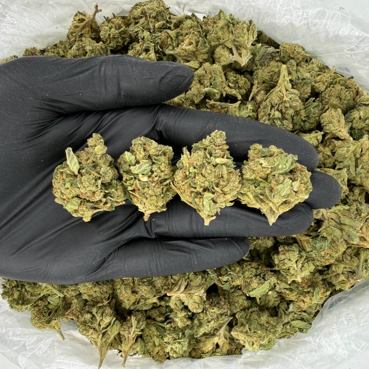 Rascal OG