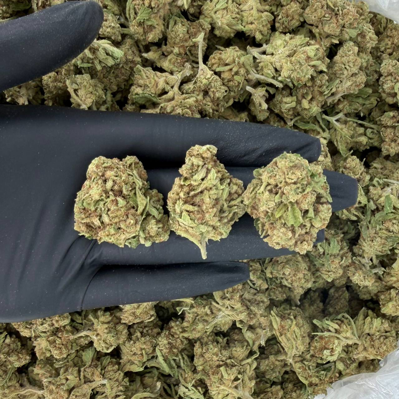 Purple Punch