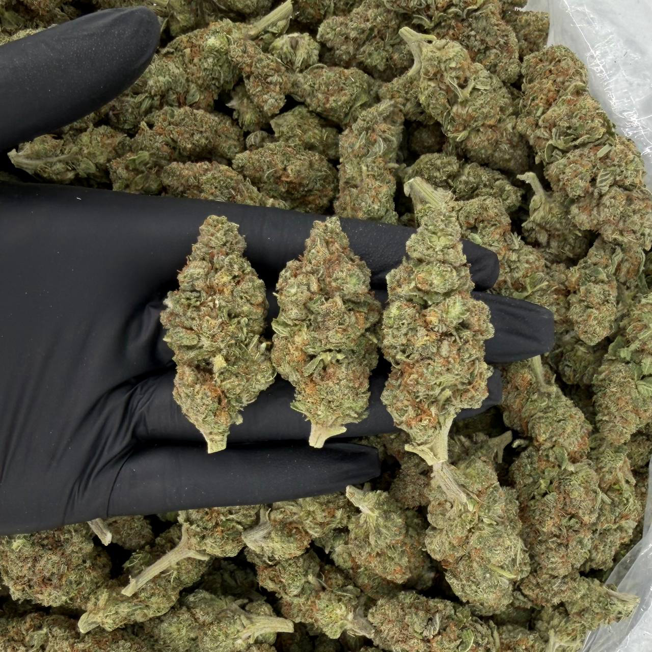 Skunk