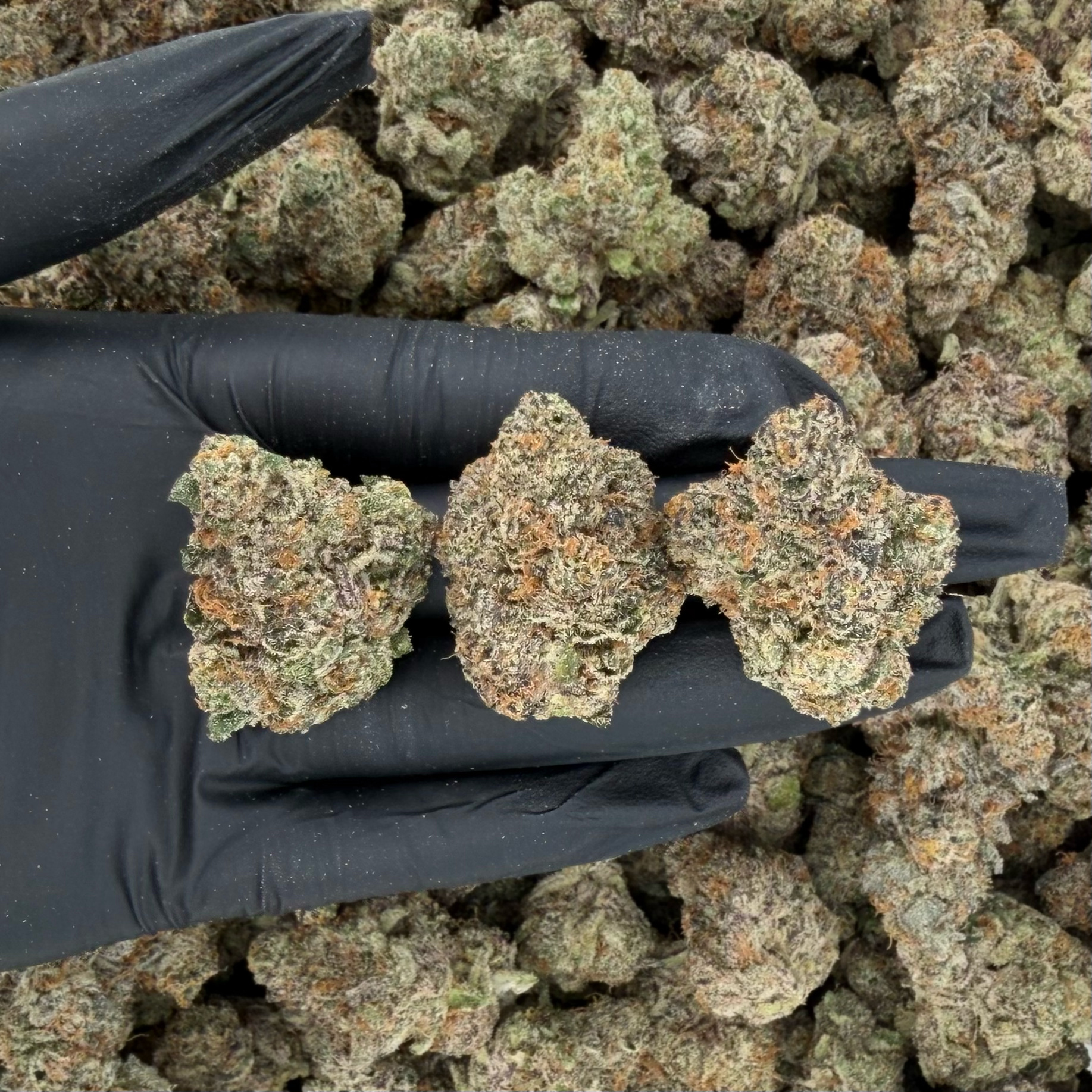 Purple Reign